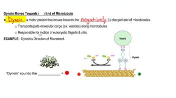 Motor Proteins