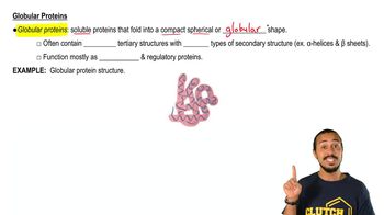 Fibrous and Globular Proteins