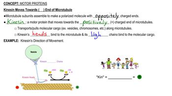 Motor Proteins