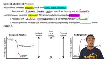 Exergonic vs. Endergonic Processes