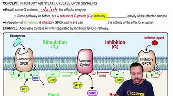 Inhibitory Adenylate Cyclase GPCR Signaling