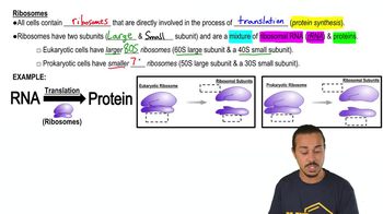 Ribosomes