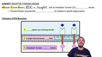 Receptor Tyrosine Kinases