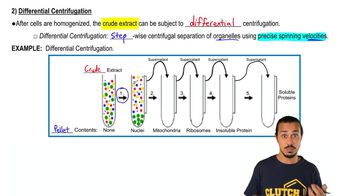 Differential Centrifugation