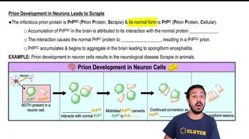 Prion Development in Neurons Leads to Scrapie