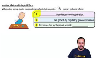 Insulin