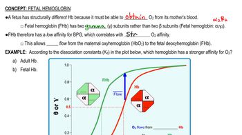 Fetal Hemoglobin | Channels for Pearson+