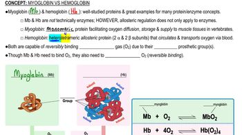 Myoglobin vs. Hemoglobin