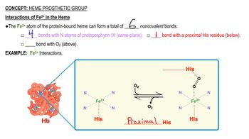 Heme Prosthetic Group