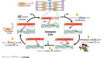 steps of muscle contraction diagram