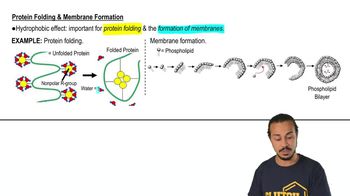 Protein Folding & Membrane Formation