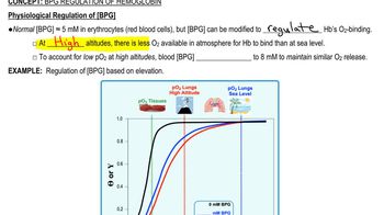 BPG Regulation of Hemoglobin