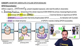 Inhibitory Adenylate Cyclase GPCR Signaling