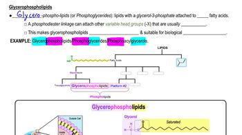 Glycerophospholipids