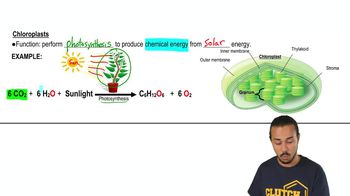 Chloroplasts