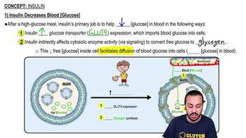 Insulin