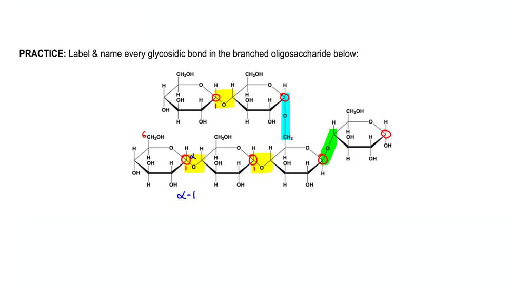 glycosidic-bond