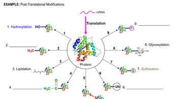 Post Translational Modification