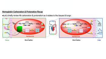 Hemoglobin Carbonation & Protonation