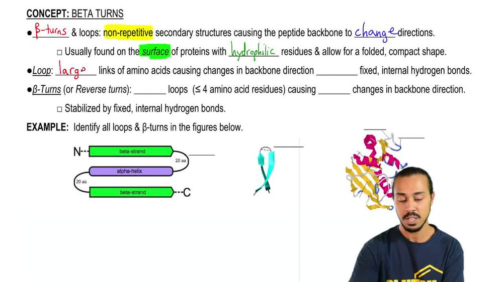 Turns in clearance proteins