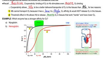 Heme Cooperativity