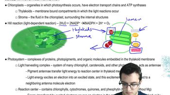 Photophosphorylation 2