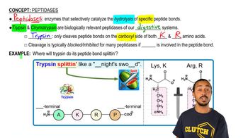 Peptidases