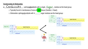 Sphingoglycolipids