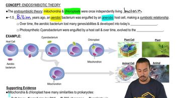 Endosymbiotic Theory