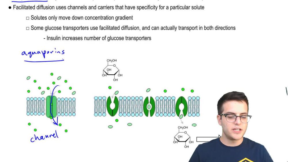 Glucose Use Facilitated Diffusion