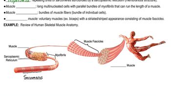 Skeletal Muscle Anatomy