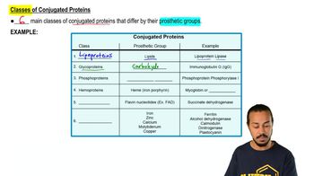 Simple Vs Conjugated Proteins | Channels For Pearson+