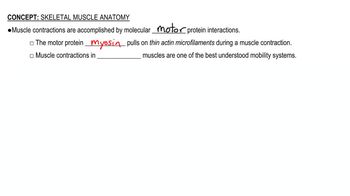 Skeletal Muscle Anatomy