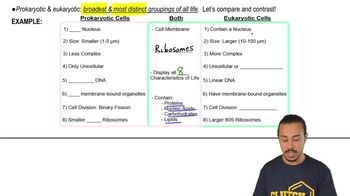 Prokaryotic vs. Eukaryotic Cells