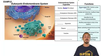 Eukaryotic Endomembrane System