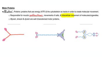 Motor Proteins | Channels for Pearson+