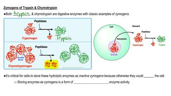 Why Are Most Digestive Enzymes Produced As Zymogens? | Channels For ...