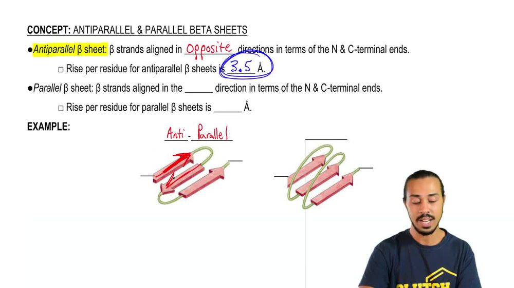 beta sheet antiparallel vs parallel