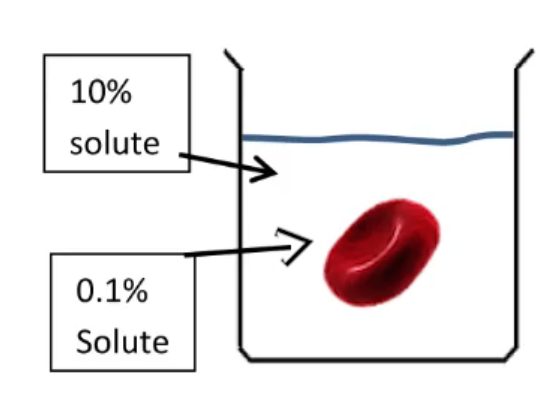 Red blood cell in a solution with 10% solute outside and 0.1% solute inside, illustrating tonicity differences.