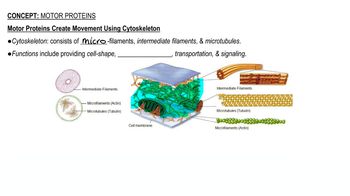 Motor Proteins | Channels for Pearson+
