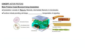 Motor Proteins