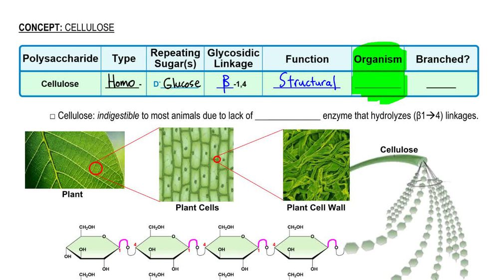 cellulose structure