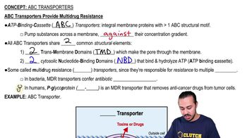 ABC Transporters