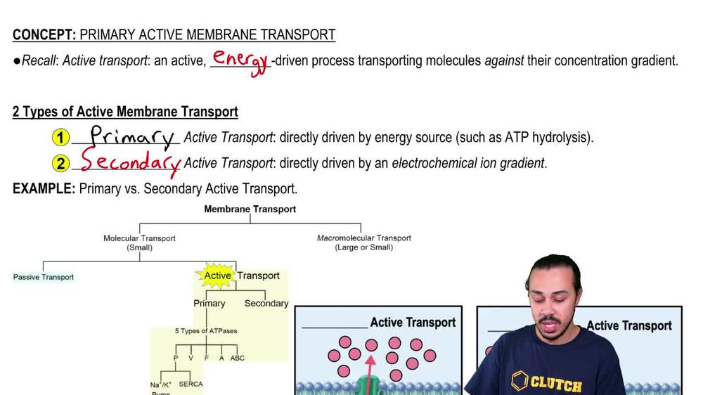 Primary Active Transport Diagram