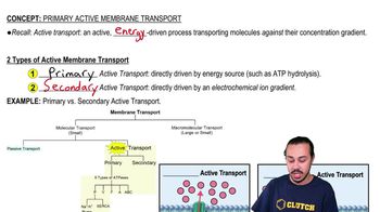 Primary Active Membrane Transport