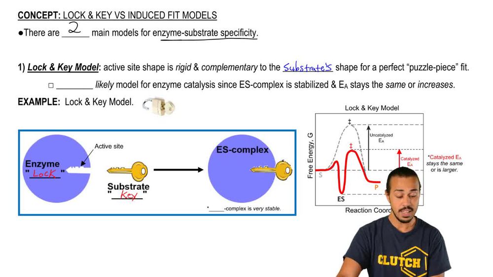 labeled enzymes lock and key