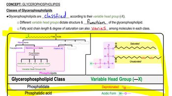 Glycerophospholipids