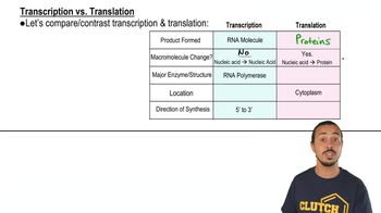 Transcription vs. Translation