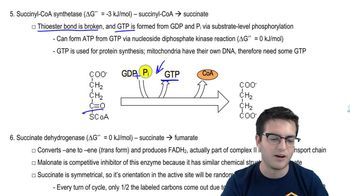 Citric Acid Cycle 3