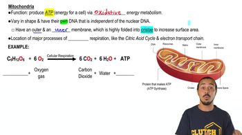 Mitochondria